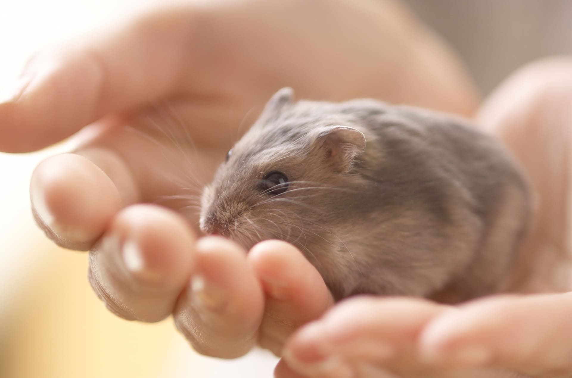 小動物の出張火葬 | 北海道北広島市のペット火葬なら道しるべ 札幌