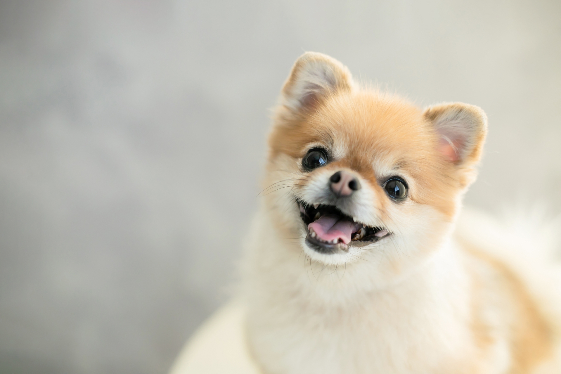 犬の出張火葬 | 北海道北広島市のペット火葬なら道しるべ 札幌