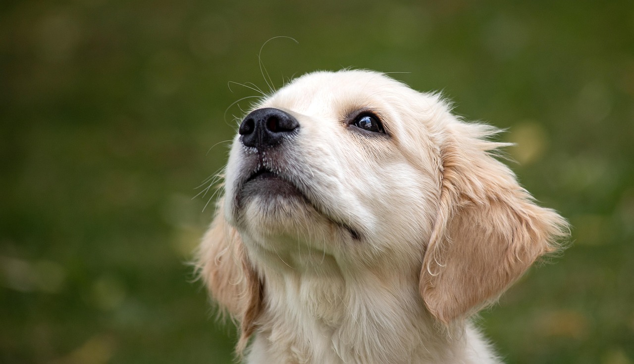 千歳市で大切な犬との別れを心を込めてお手伝いします