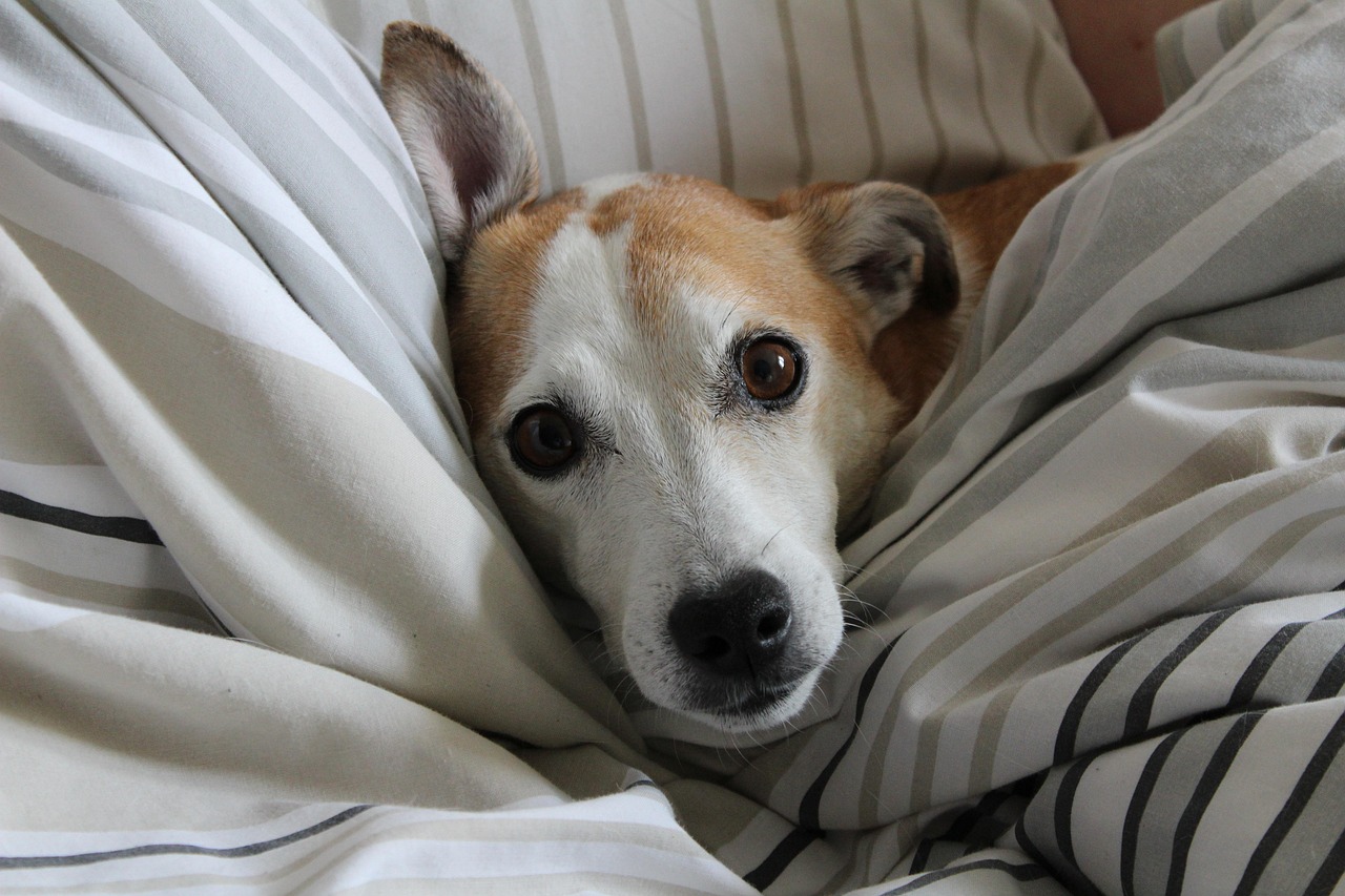 愛する犬を心を込めてお見送りする場所。