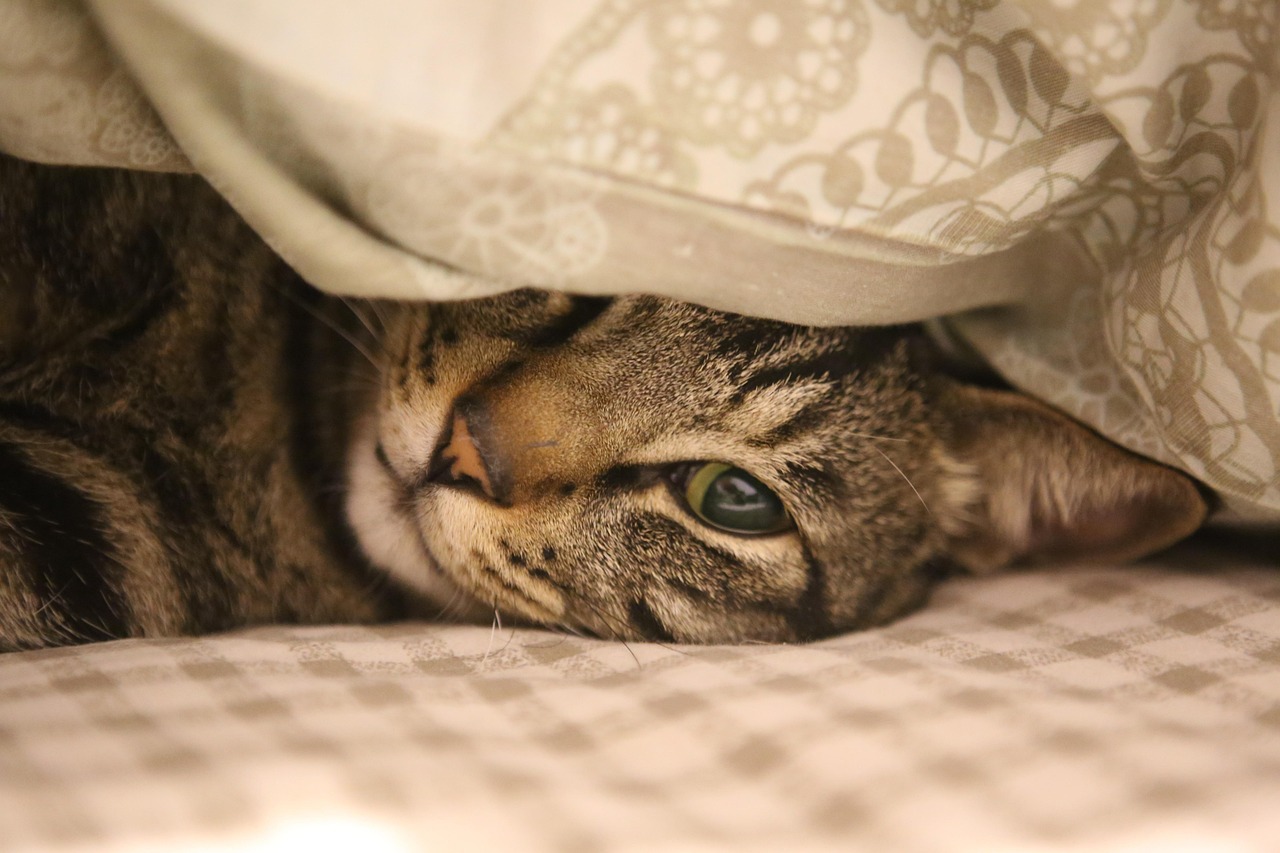 愛する猫ちゃんを最期までお見送りしませんか？