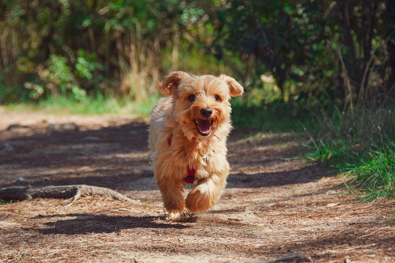 あなたの愛犬との最後の瞬間を大切に。