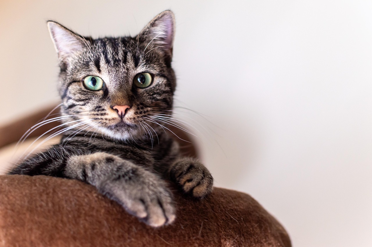 愛する猫とのお別れを、心を込めてお手伝いします